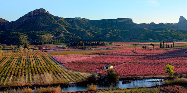 Murcia bloemenvelden